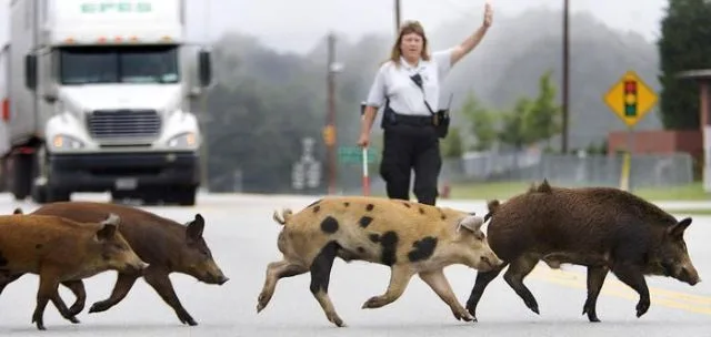 Daily Picdump Image 70