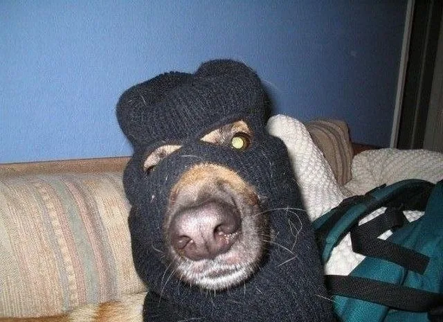 Daily Picdump Image 92